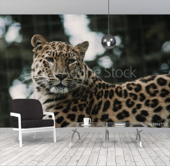 Picture of Portrait of a leopard